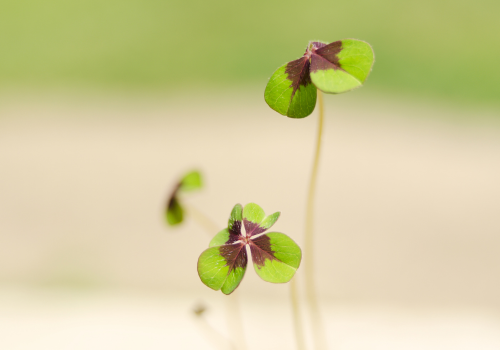 8 cách chúc may mắn bằng tiếng Anh ngoài “good luck" giao tiếp IELTS