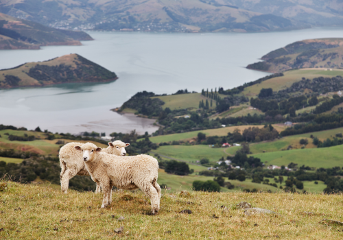 Hành trình 6 năm để định cư ở New Zealand giao tiếp IELTS