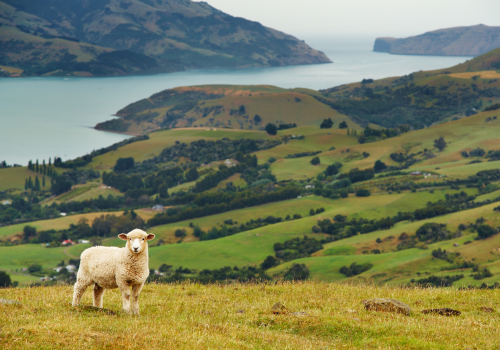 Review trải nghiệm làm việc tại New Zealand giao tiếp IELTS
